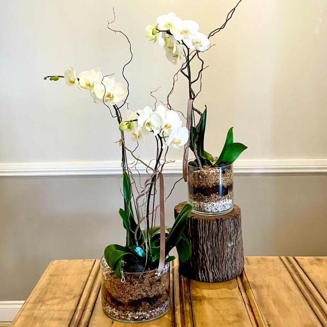 Delicate Moth – Phalaenopsis Orchid Plant
