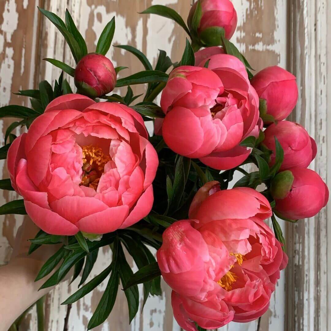 Peony Bouquet (Wrap)