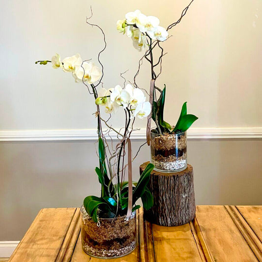 Delicate Moth – Phalaenopsis Orchid Plant