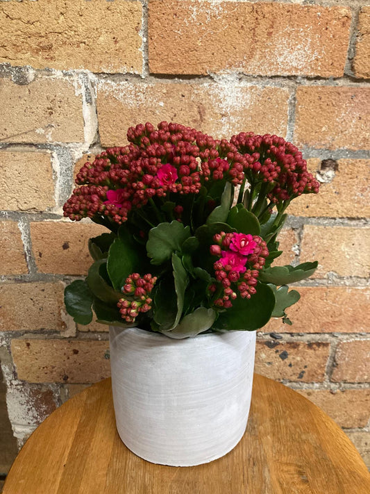 Kalanchoe – Flowering Pot Plant (Pink)