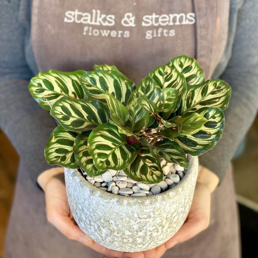 Peaceful Abode – Potted Indoor Plant