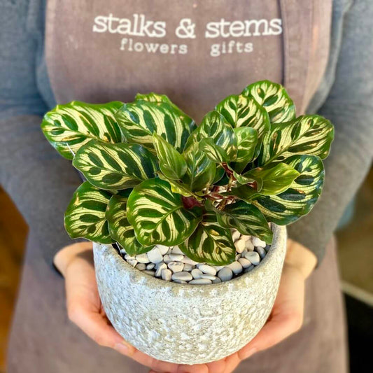 Peaceful Abode – Potted Indoor Plant