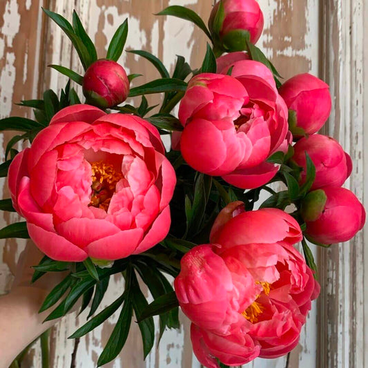 Peony Bouquet (Wrap)