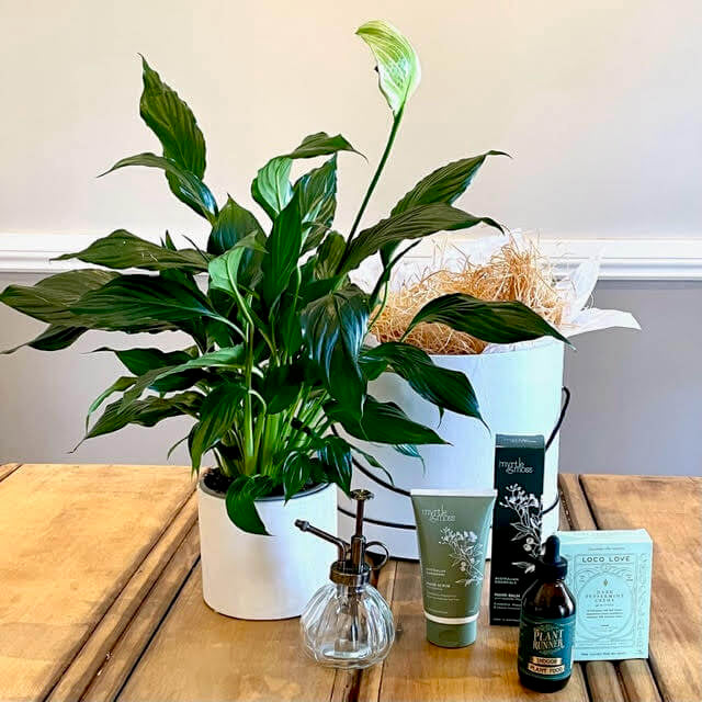 Plant Lovers – Plant and Plant Care Hamper