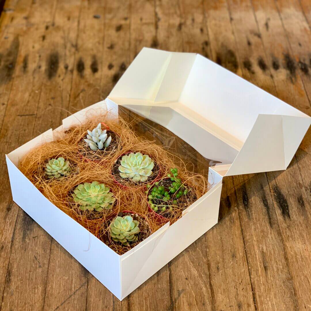 Succulent 6 Pack