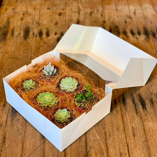 Succulent 6 Pack