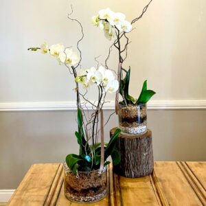 Delicate Moth – Phalaenopsis Orchid Plant