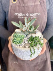Succulent Delights – Potted greens