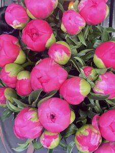 Peony  Bouquet (Wrap)(Seasonal available colour)
